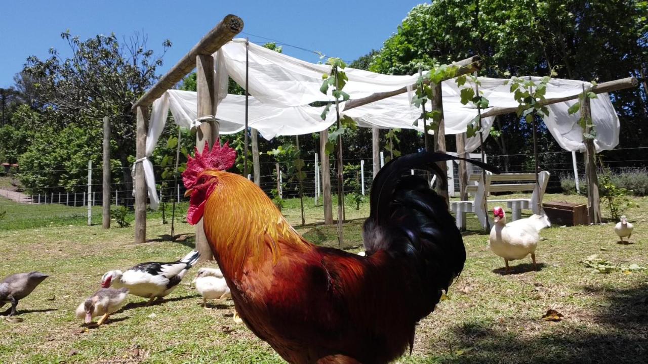 Casa Na Arvore Com Hidro, Piscina, Trilha, Cavalo Bento Gonçalves Buitenkant foto